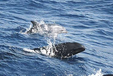 A false killer whale and bottlenose dolphin leaping at the surface together