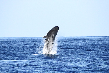 Sperm Whale Breach Sequence. Azores, North Atlantic