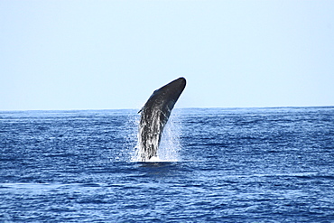 Sperm Whale Breach Sequence. Azores, North Atlantic