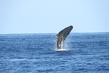 Sperm Whale Breach Sequence. Azores, North Atlantic