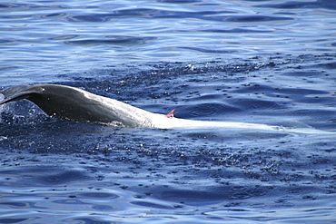 Bottlenose Dolphin, Tursiops truncatus, male displaying penis at the surface in the Azores   (RR)