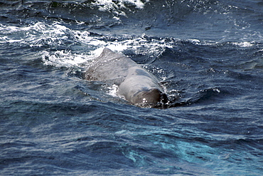 Sperm Whale approaching - inquisitive about the boat. Azores, North Atlantic