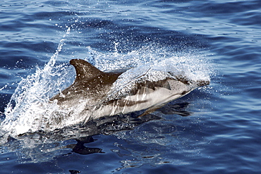 Striped Dolphin skimming along the surface. Azores, North Atlantic