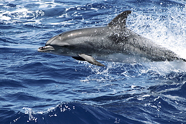 Leaping Spotted Dolphin. Azores, North Atlantic