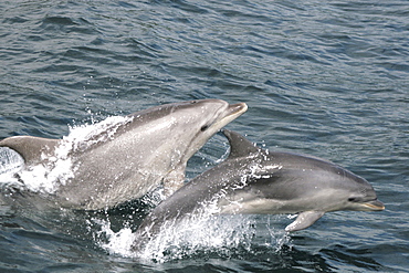 Bottlenose dolphin and calf leaping together at the surface