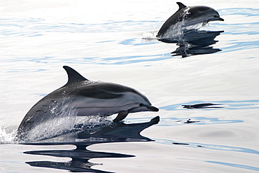 Two Striped dolphins surfacing in tandem (Stenella coeruleoalba) Azores, Atlantic Ocean   (RR)