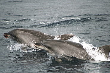 Pair of bottlenose dolphin swimming at the surface. One has something in its mouth.