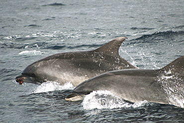 Pair of bottlenose dolphin swimming at the surface. One has something in its mouth.