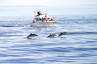 Striped dolphins surfacing in front of tourist boat (Stenella coeruleoalba) Azores, Atlantic Ocean   (RR)