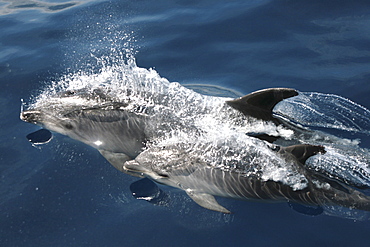 Two dolphins. Azores, North Atlantic