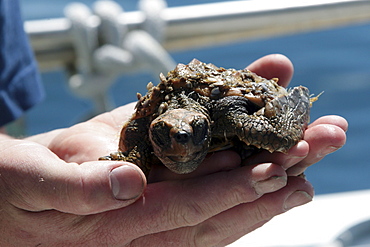 Tiny Loggerhead turtle in the hands of a researcher