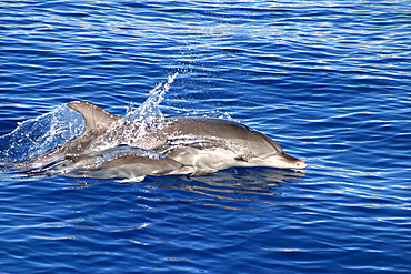 Atlantic spotted dolphin and baby surfacing (Stenella frontalis) Azores, Portugal   (RR)