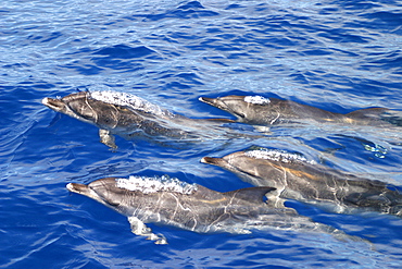 Atlantic spotted dolphins surfacing (Stenella frontalis) Azores, Atlantic Ocean   (RR)