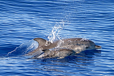 Atlantic spotted dolphin surfacing with baby (Stenella frontalis) Azores, Atlantic Ocean   (RR)