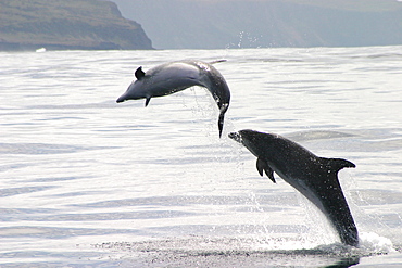 Two Bottlenose dolphins leaping at surface (Tursiops truncatus) Azores, Atlantic Ocean   (RR)