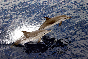 Two Atlantic spotted dolphins porpoising (Stenella frontalis) Azores, Atlantic Ocean   (RR)