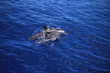 Atlantic Spotted Dolphin (Stenella frontalis) mother and calf. Azores