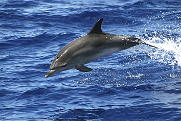 Atlantic Spotted dolphin, Stenella frontalis, leaping in the Azores   (RR)