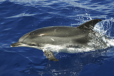 Close up of Atlantic Spotted dolpin, Stenella frontalis, in the Azores, notice the shoulder blaze   (RR)