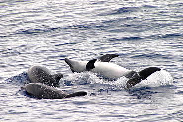 Bottlenose dolphins playing at surface (Tursiops truncatus) Azores, Atlantic Ocean   (RR)