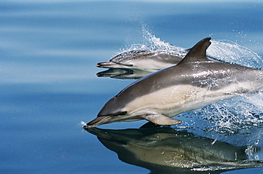 Common dolphins (Delphinus delphis) surfacing at speed in very calm waters. Eye, beak, flipper and dorsal fin visible above the surface. Hebrides, West coast of Scotland. 