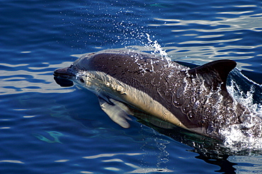 Common dolphin surfacing (Delphinus delphis) Azores, Atlantic Ocean   (RR)