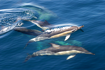 Pod of Common dolphins surfacing (Delphinus delphis) Azores, Atlantic Ocean   (RR)