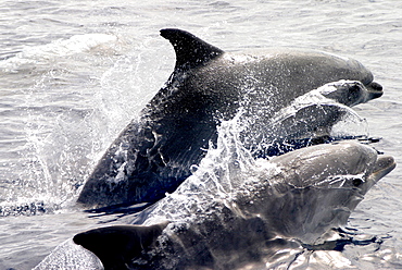 Two Bottlenose dolphins surfacing (Tursiops truncatus) Azores, Atlantic Ocean   (RR)