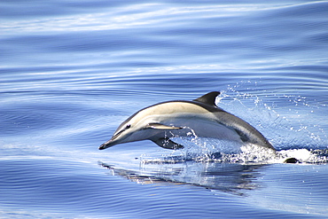 Short-beaked Common Dolphin (Delphinus delphis). Azores   (RR)