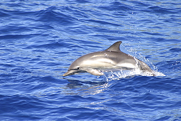 Short-beaked Common Dolphin (Delphinus Delphis) juvenile. Azores   (RR)