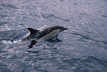 Short-beaked Common Dolphin (Delphinus delphis). Azores