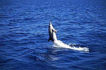 Short-beaked Common Dolphin (Delphinus delphis) back leap. Azores