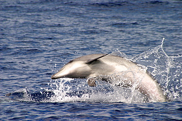 Juvenile Bottlenose dolphin leaping at surface (Tursiops truncatus) note pink belly Azores, Atlantic Ocean   (RR)