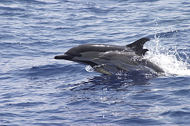 Short-Beaked Common Dolphin, Delphinus delphis, mother and calf leaping together off the Azores Islands   (RR)