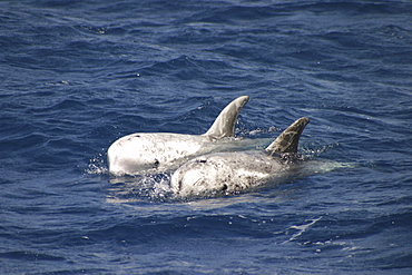 Pair of Risso's Dolphin, Grampus griseus, swimming off the Azores. Note the groove in the melon   (RR)