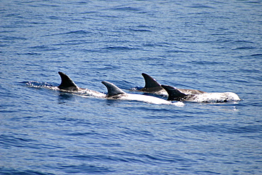 Pod of Risso's dolphins surfacing (Grampus griseus) Azores, Atlantic Ocean   (RR)