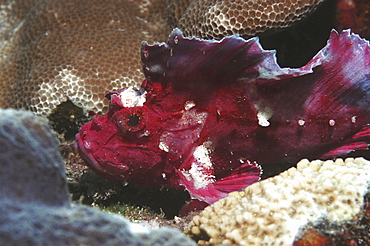 Leaf fish (Taenianotus triacanthus) purple/pink member of scorpeonfish family showing much detail, Mabul, Borneo, Malaysia