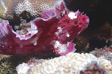 Leaf fish (Taenianotus triacanthus) purple/pink member of scorpeonfish family showing much detail, Mabul, Borneo, Malaysia