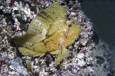 Leaf fish (Taenianotus triacanthus) yellow member of scorpeonfish family showing much detail, Mabul, Borneo, Malaysia