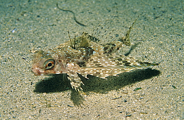 Flying Gurnard (Dactyloptena orientalis), on sandy seabed,  Xlendi Bay, Gozo, Maltese Islands, Mediterranean