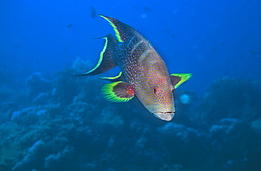 Lyretail grouper. Red sea.