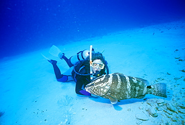 Diver and Nassau grouper (Epinephelus stratus). Atman Islands.