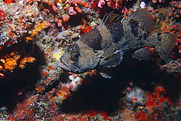 Snowflake soapfish (Pogonoperca punctata). Seychelles.