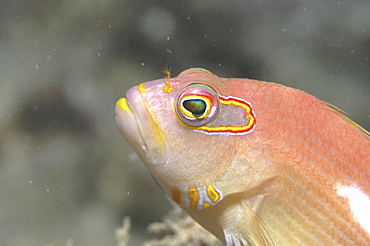 Masked Hawkfish (Paracirrhites arcuatus ), profile of head clearly showing mask around eyes, Tahiti, French Polynesia 