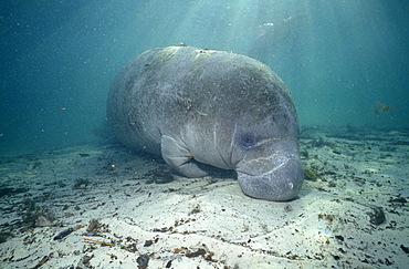 Manatee (Trichechus manatus latirostris). Florida.