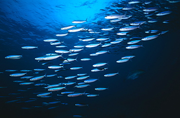 Fusiliers (Caesio striatus), large school of fish, Bonaire, Netherlands Antilles, Caribbean