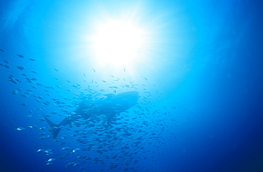 Whale shark (Rhyncodan typus) and fish sillouette. Seychelles.