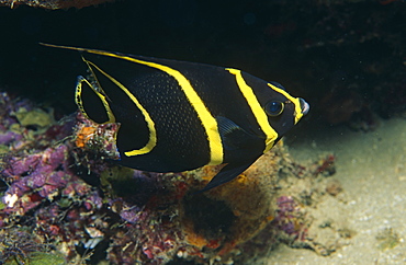 Juvenile French Angelfish (Pomacanthus paro), Cayman Islands, Caribbean