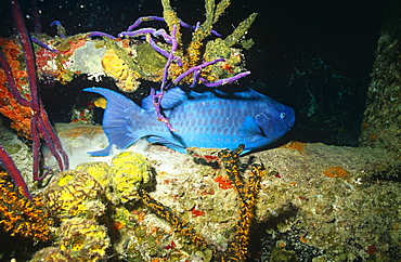 Blue Parrotfish (Scarus coeruleus). Bahamas.