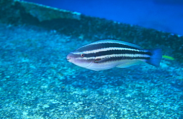 Juvenile Princess Parrot Fish (Scarus toeniopterus), Bermuda.